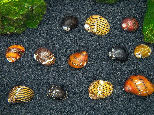 Aquatic Arts 20 Live B-Grade Nerite Snails | Freshwater Aquarium Control / Clearer | Safe in Tetra/Guppy/Betta Tanks
