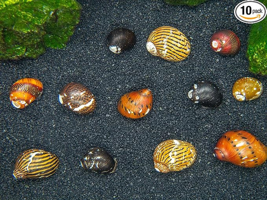 Aquatic Arts 10 Live B-Grade Nerite Snails | Freshwater Aquarium Species | Natural Undergravel Tank Substrate Clearers