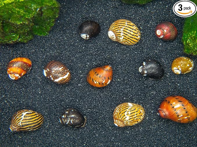 Aquatic Arts 3 Live B-Grade Nerite Snails | Aquarium Substrate Clearer/Scraper/Nano Tank Filter | Safe with Betta/Tetra/Guppy Fish