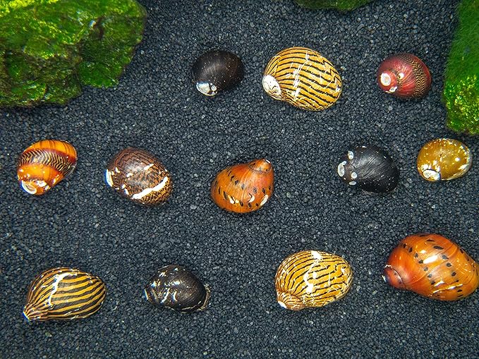 Aquatic Arts 5 Live B-Grade Nerite Snails | Aquarium Background Accessories | Safe in Freshwater Tetra/Guppy/Betta Fish Tank