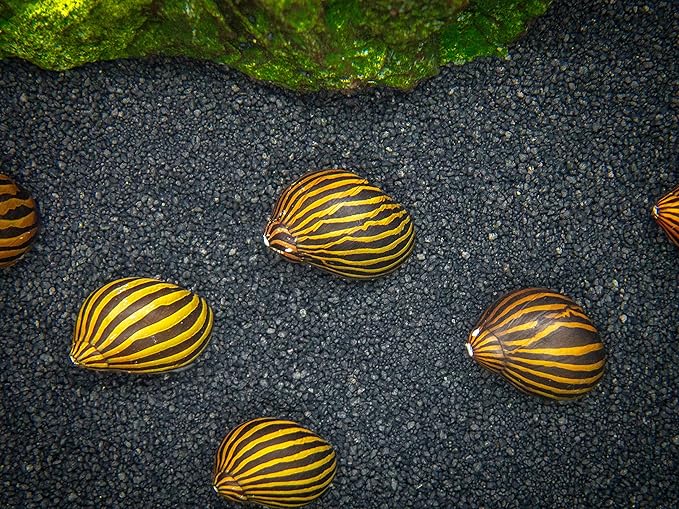 Aquatic Arts 5 Live Zebra Nerite Snails | Aquarium Substrate Clearer/Nano Tank Filter | Safe with Betta/Tetra/Guppy Fish