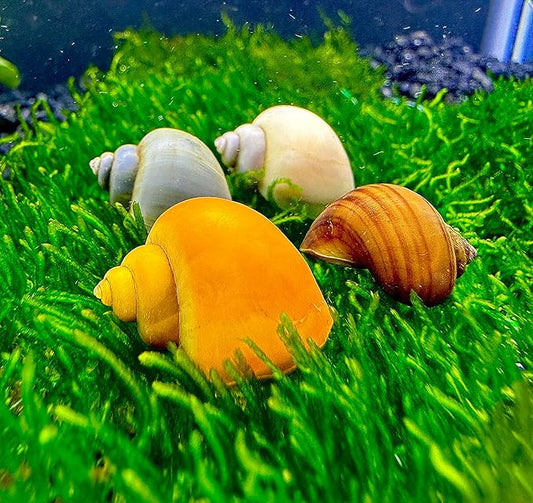Mystery Snails 3 Pack (Pomacea Bridgesii) Large Mix Colors - Live Aquarium Freshwater Snails